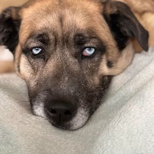 Meet your Posher, Carole